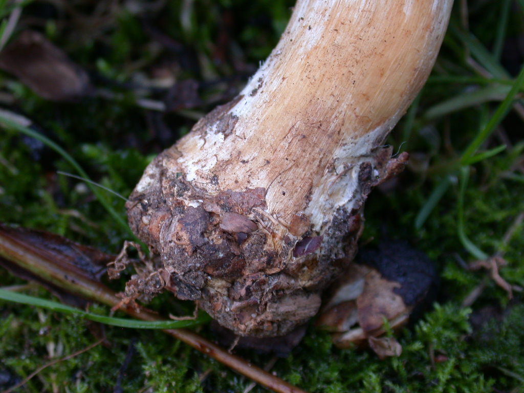 Agaricus sp ...